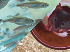 Experimental-tierhaltung