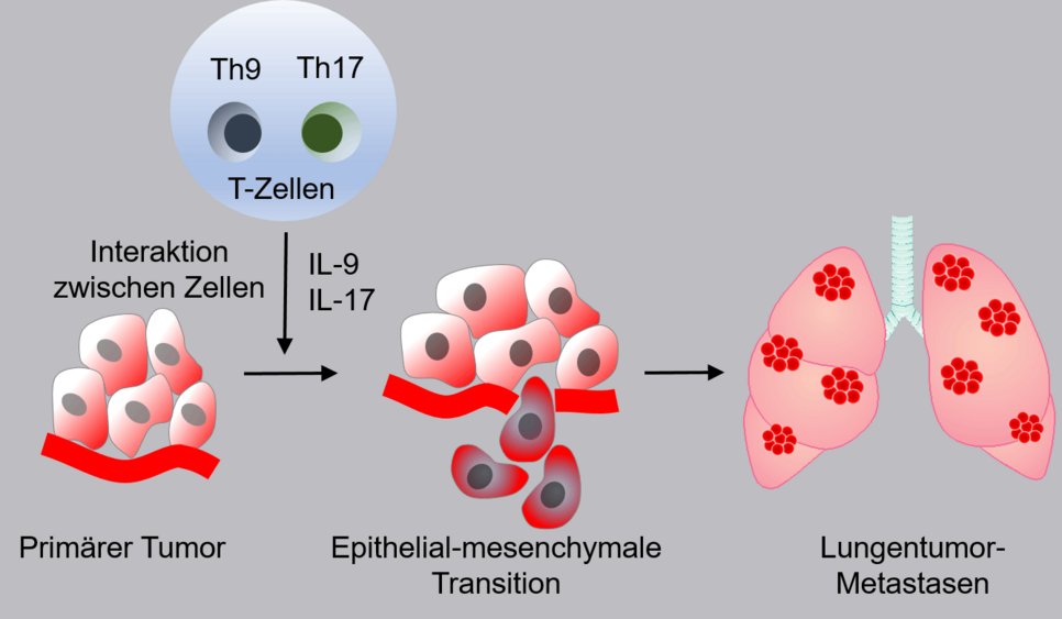Immunzellen helfen bei der Entstehung von Lungenmetastasen: Die schematische Darstellung zeigt, wie T-Zellen (Th9/Th17) über die Freisetzung von Botenstoffen Zellen eines Lungentumors so verändern, dass diese zu Metastasen auswachsen.