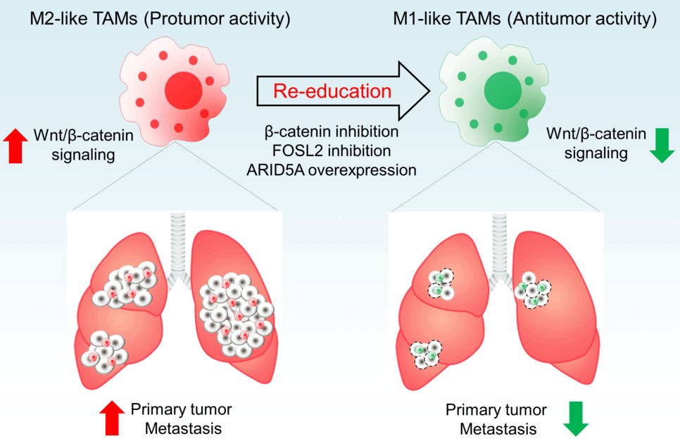 Mechanism demonstrating how tumour-impeding macrophages transform into tumour-stimulating macrophages.