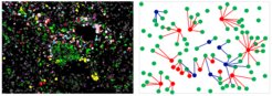 Komplexe Nachbarschaftsbeziehungen. Die mittels der sogenannten Multiplex-Immunfluoreszenzmikroskopie sichtbar gemachten Tumorzellen und unterschiedlichen Makrophagenpopulationen (links) wurden einer aufwändigen Lageanalyse unterzogen (rechtes Schema). Im Schema sind Tumorzellen grün, tumorhemmende Makrophagen blau und tumorfördernde Makrophagen rot dargestellt.