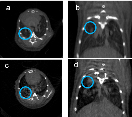 Fig. 9: In-vivo microcomputer tomography (µCT) of mouse lung. (a,b) show the mouse lung prior tumor cell inoculation and (c,d) the same mouse lung two weeks post intratracheal injection of Lewis Lung Carcioma cells. Scan options: X-ray voltage: 50 KV, X-ray current: 200 µA, filter: Al 0.5 mm, image pixel size: 84.8 µm, tomographic rotation: 180°, rotation step: 1.000°, frame averaging: 7, scan duration: 4min38s. Pictures provided by Kati Turkowski and Yanina Knepper, Department IV. Fig. 9: In-vivo microcomputer tomography (µCT) of mouse lung. (a,b) show the mouse lung prior tumor cell inoculation and (c,d) the same mouse lung two weeks post intratracheal injection of Lewis Lung Carcioma cells. Scan options: X-ray voltage: 50 KV, X-ray current: 200 µA, filter: Al 0.5 mm, image pixel size: 84.8 µm, tomographic rotation: 180°, rotation step: 1.000°, frame averaging: 7, scan duration: 4min38s. Pictures provided by Kati Turkowski and Yanina Knepper, Department IV.