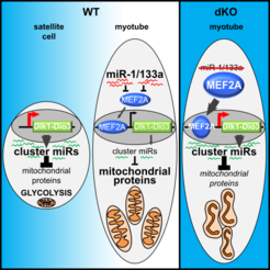 In skeletal muscle the miRNAs miR-1/133a control a regulatory cascade that is essential for mitochondrial maturation.