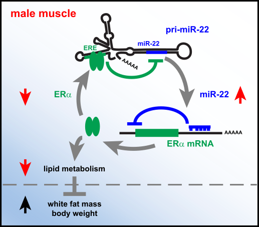 Reciprocal regulation of miR-22 and ERα controls lipid metabolism in male skeletal muscle.