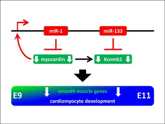 miR-1/133a is essential to repress the expression of smooth muscle genes in the embryonic heart. miR-1/133a is essential to repress the expression of smooth muscle genes in the embryonic heart.