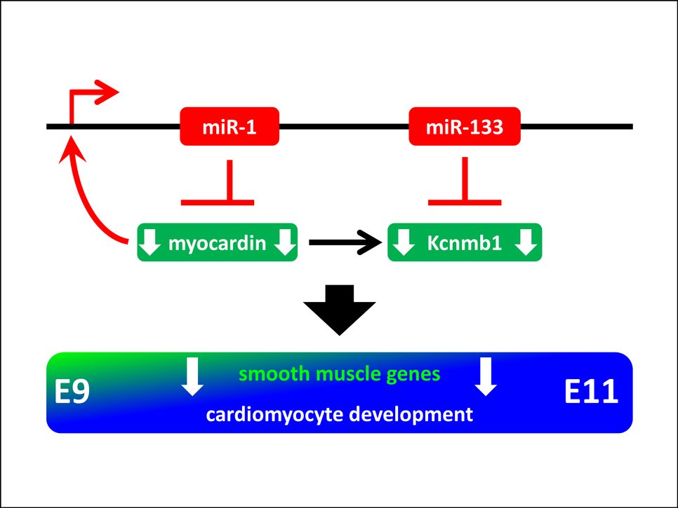 miR-1/133a is essential to repress the expression of smooth muscle genes in the embryonic heart.