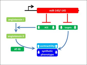 Repression of ACE by miR-143/145 is essential for maintenance of contractile smooth muscle and blood pressure regulation. Repression of ACE by miR-143/145 is essential for maintenance of contractile smooth muscle and blood pressure regulation.