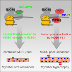 linc-MYH configures INO80 in proliferating skeletal muscle stem cells.