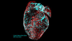 Straßen, die ein Herz umgeben: Das Bild zeigt das Gefäßsystem eines Mäuseherzens 24h nach Myokardinfarkt. Der Marker Alpha Smooth Muscle Actin färbt das Blutgefäßsystem (cyan) und Lyve-1 färbt die kardialen Lymphgefäße (rot). Das Bild wurde mit einem Light Sheet UltraMicroscope (La Vision) aufgenommen.