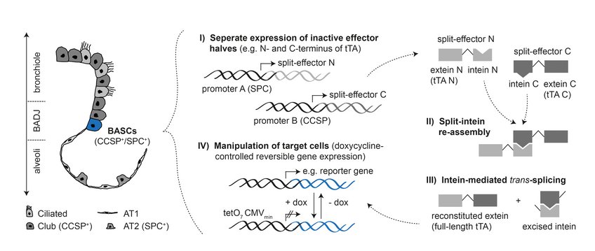 Strategy for specific in vivo targeting of marker co-expressing cell types such as bronchioalveolar stem cells (BASCs). Inactive halves of an effector molecule are expressed separately from the two BASC-defining genetic loci (I). Upon co-expression, split-inteins fused to the effector halves (= exteins) re-assemble (II) and perform autocatalytic protein trans-splicing (III), thereby reconstituting a biologically active, full-length effector. Reconstituted effectors enable the selective manipulation of dual-marker expressing target cells, e.g. BASC-specific activation of a reporter gene (IV). Strategy for specific in vivo targeting of marker co-expressing cell types such as bronchioalveolar stem cells (BASCs). Inactive halves of an effector molecule are expressed separately from the two BASC-defining genetic loci (I). Upon co-expression, split-inteins fused to the effector halves (= exteins) re-assemble (II) and perform autocatalytic protein trans-splicing (III), thereby reconstituting a biologically active, full-length effector. Reconstituted effectors enable the selective manipulation of dual-marker expressing target cells, e.g. BASC-specific activation of a reporter gene (IV).