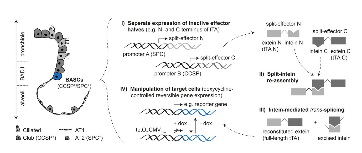 Strategy for specific in vivo targeting of marker co-expressing cell types such as bronchioalveolar stem cells (BASCs). Inactive halves of an effector molecule are expressed separately from the two BASC-defining genetic loci (I). Upon co-expression, split-inteins fused to the effector halves (= exteins) re-assemble (II) and perform autocatalytic protein trans-splicing (III), thereby reconstituting a biologically active, full-length effector. Reconstituted effectors enable the selective manipulation of dual-marker expressing target cells, e.g. BASC-specific activation of a reporter gene (IV).