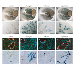 BASCs contribute substantially to distal lung regeneration and display a bi-potent differentiation potential. Top: β‐galactosidase staining of cleared whole lung preparations isolated from control and injured BASC-specific animals (SPC-2A YFP-2A tTA N, CCSP-2A mCherry-2A tTA C, tetObiluc/Cre, Rosa26stopflox-lacZ) 21 days (bleomycin, naphthalene) or 35 days (influenza) following injury. Bottom: Sequential imaging of epifluorescence and β‐galactosidase activity, illustrating the alveolar and bronchiolar fate of BASC-derived cells.