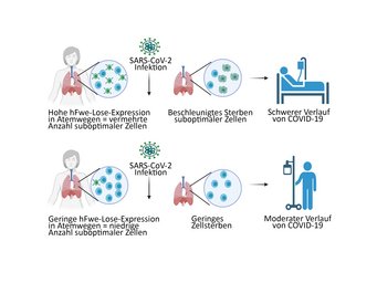 So dürfte hFwe-Lose einen schweren Verlauf einer Covid19-Infektion vorhersagen: Sind vor einer Infektion viele Lungenzellen in keinem „optimalen“ Zustand und exprimieren deshalb das hFwe-Lose-Gen stark, ist die Wahrscheinlichkeit für einen schweren Verlauf hoch. Umgekehrt weist eine niedrige Expression des Gens auf eine gute „Zellfitness“ hin. Ein schwerer Infektionsverlauf ist unwahrscheinlich. So dürfte hFwe-Lose einen schweren Verlauf einer Covid19-Infektion vorhersagen: Sind vor einer Infektion viele Lungenzellen in keinem „optimalen“ Zustand und exprimieren deshalb das hFwe-Lose-Gen stark, ist die Wahrscheinlichkeit für einen schweren Verlauf hoch. Umgekehrt weist eine niedrige Expression des Gens auf eine gute „Zellfitness“ hin. Ein schwerer Infektionsverlauf ist unwahrscheinlich.