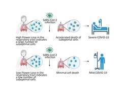 For example, hFwe-Lose is likely to predict a severe course of COVID-19 infection: if many lung cells are not in an "optimal" state prior to infection and therefore strongly express the hFwe-Lose gene, the probability of a severe course is high. Conversely, low expression of the gene indicates good "cell fitness." A severe course of infection is unlikely. The graphical abstract was created with BioRender.com