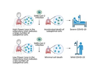 For example, hFwe-Lose is likely to predict a severe course of COVID-19 infection: if many lung cells are not in an "optimal" state prior to infection and therefore strongly express the hFwe-Lose gene, the probability of a severe course is high. Conversely, low expression of the gene indicates good "cell fitness." A severe course of infection is unlikely. The graphical abstract was created with BioRender.com For example, hFwe-Lose is likely to predict a severe course of COVID-19 infection: if many lung cells are not in an "optimal" state prior to infection and therefore strongly express the hFwe-Lose gene, the probability of a severe course is high. Conversely, low expression of the gene indicates good "cell fitness." A severe course of infection is unlikely. The graphical abstract was created with BioRender.com