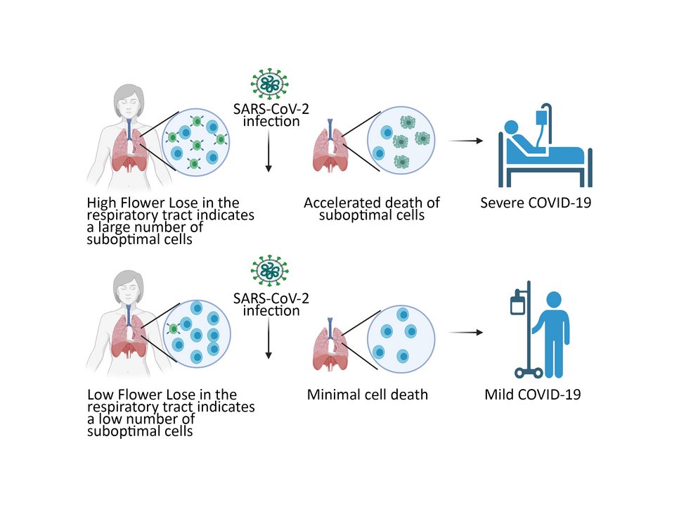 For example, hFwe-Lose is likely to predict a severe course of COVID-19 infection: if many lung cells are not in an "optimal" state prior to infection and therefore strongly express the hFwe-Lose gene, the probability of a severe course is high. Conversely, low expression of the gene indicates good "cell fitness." A severe course of infection is unlikely. The graphical abstract was created with BioRender.com