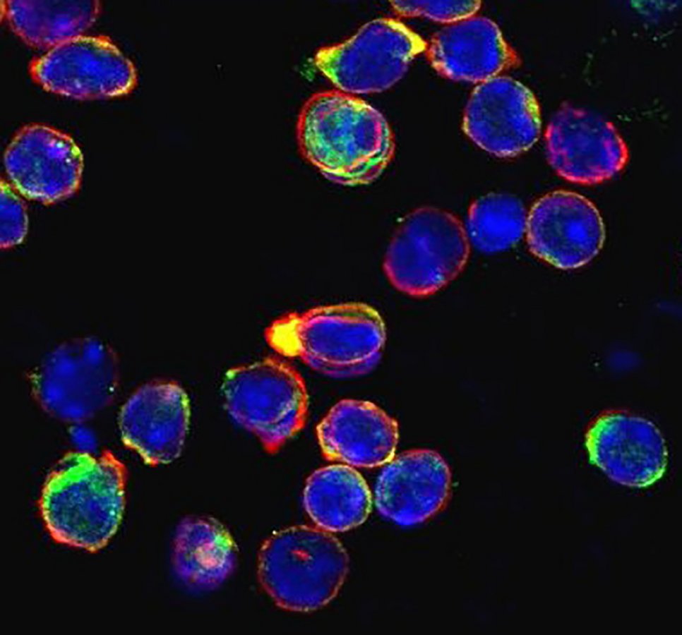 Leukocytes on migration. Immunohistochemical staining of migrating CD4 T cells (red: actin cytoskeleton; green: active RhoA; blue: nucleus).