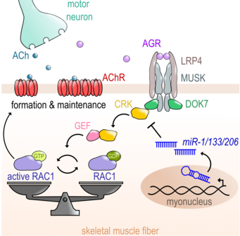 Control of CRK-RAC1 activity by the miR-1/206/133 miRNA family is essential for neuromuscular junction function Control of CRK-RAC1 activity by the miR-1/206/133 miRNA family is essential for neuromuscular junction function