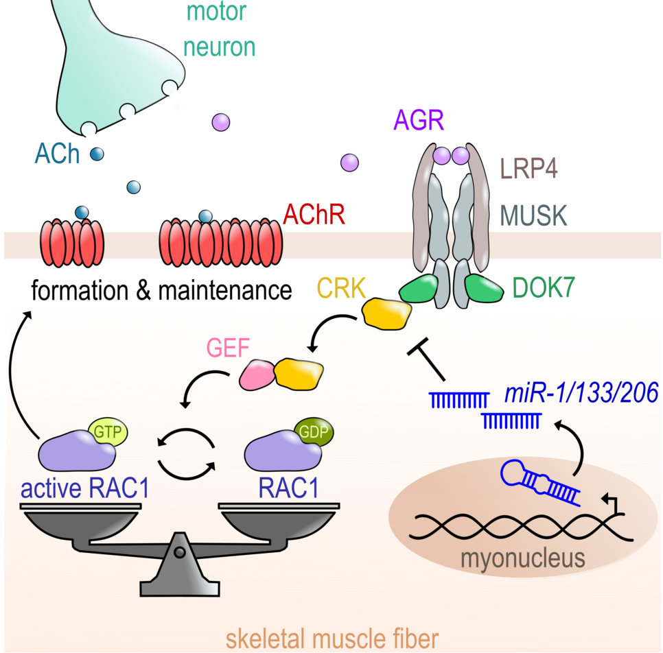 Control of CRK-RAC1 activity by the miR-1/206/133 miRNA family is essential for neuromuscular junction function