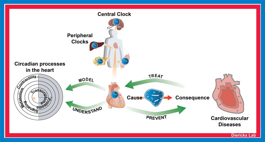 Circadian regulation of Cardiometabolism