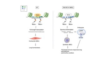 Schematische Darstellung des Mechanismus, über den sich Asthma verstetigt. Schematische Darstellung des Mechanismus, über den sich Asthma verstetigt.