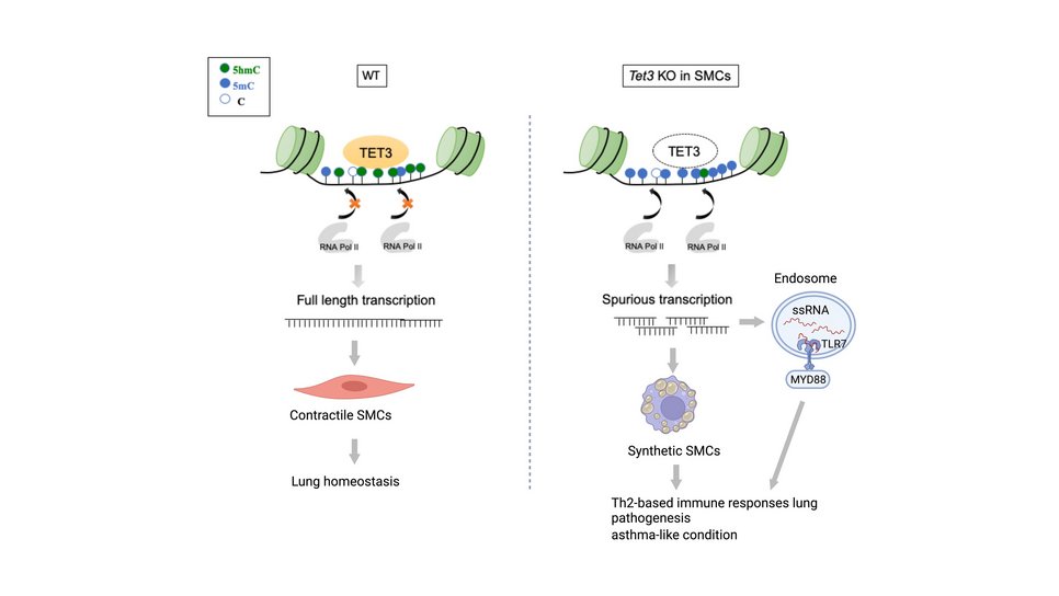 Schematische Darstellung des Mechanismus, über den sich Asthma verstetigt.
