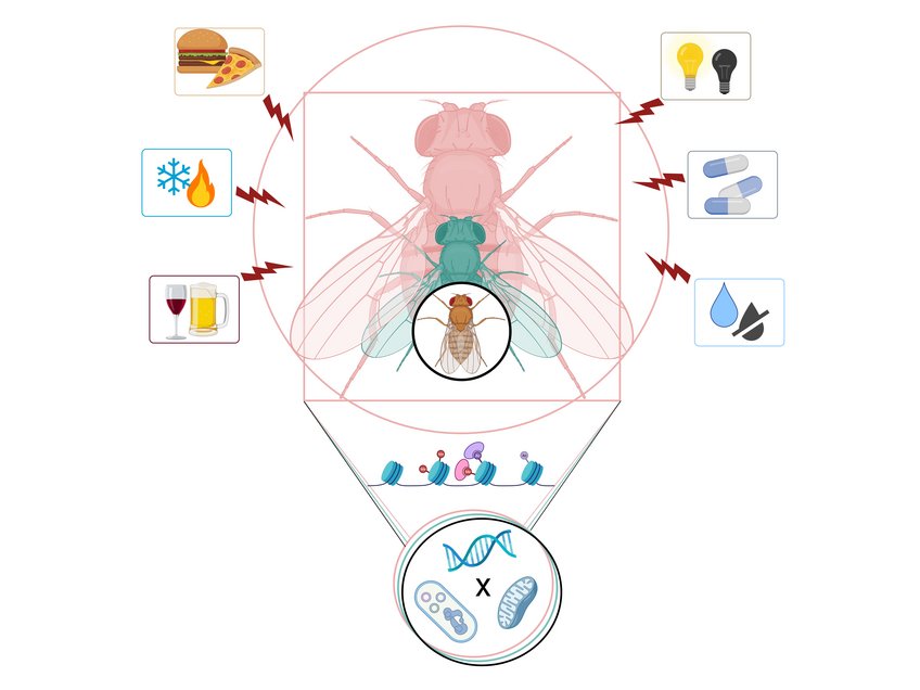 Epigenetics