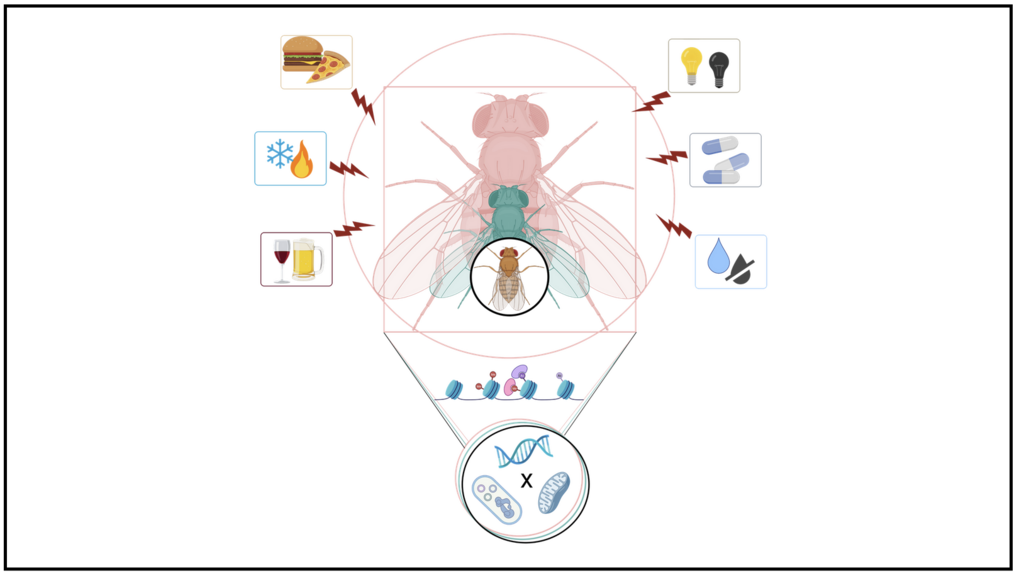 Illustration einer Fliege mit verschiedenen Symbolen, die äußere Reize wie Nahrung, Temperatur und Medikamente darstellen und mit genetischen und molekularen Strukturen verbunden sind.