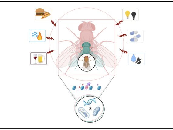 Illustration einer Fliege mit verschiedenen Symbolen, die äußere Reize wie Nahrung, Temperatur und Medikamente darstellen und mit genetischen und molekularen Strukturen verbunden sind.