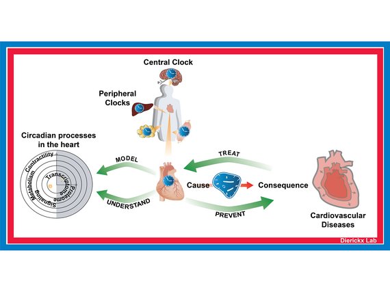 Circadian rhythms in heart metabolism