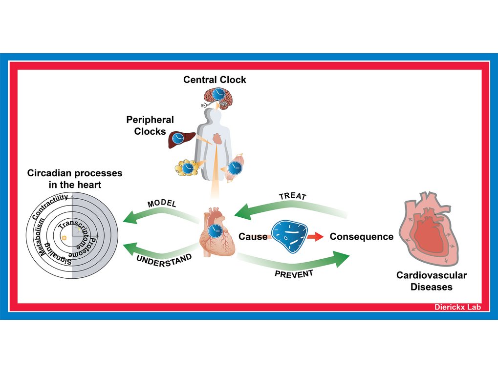 Visual representation of circadian processes involving central and peripheral clocks in the body, focusing on heart functions and their link to cardiovascular diseases, highlighting prevention and treatment strategies.
