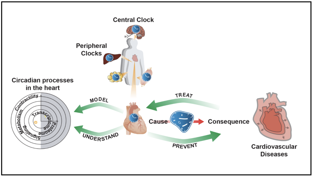 Illustration of circadian processes in the heart, central and peripheral clocks, and their role in the development of heart disease. Arrows show the causal relationship and prevention.