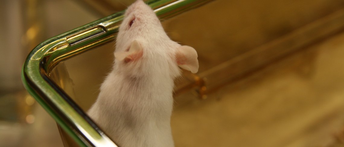 Maus