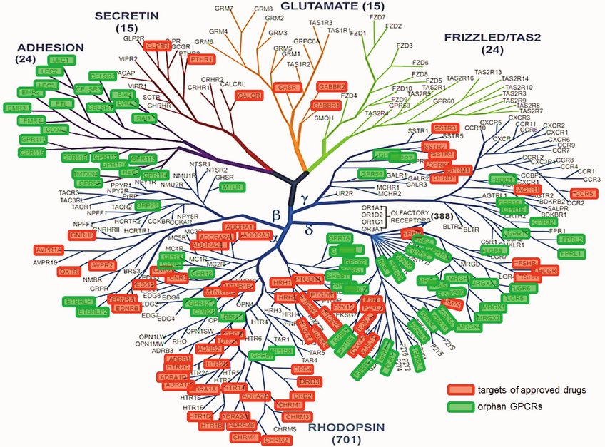 Human non-olfactory G-protein-coupled receptors (GPCRs). Established drug targets are in red, orphan GPCRs are in green. Human non-olfactory G-protein-coupled receptors (GPCRs). Established drug targets are in red, orphan GPCRs are in green.