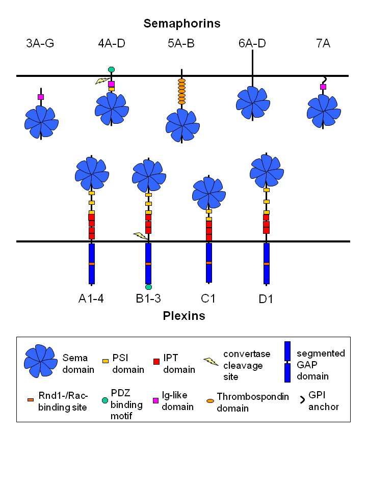 The mammalian semaphorin-plexin-system. Both semaphorins and their receptors, plexins, are characterized by the Sema domain which contains a seven-blade β-propeller. Mammalian semaphorins fall into five classes. Class 3 semaphorins (A-G) are soluble proteins, class 4 (A-D), 5 (A,B) and 6 (A-D) semaphorins are transmembrane proteins, and the class 7 semaphorin 7A is linked to the plasma membrane by a GPI anchor. Nine plexins have been described so far. Based on homology plexins are grouped into four subfamilies A,B,C and D. The cytoplasmic moieties of plexins (~600 amino acids) are highly conserved and do not show homology to any other known protein. Only B-plexins carry a PDZ binding motif. The mammalian semaphorin-plexin-system. Both semaphorins and their receptors, plexins, are characterized by the Sema domain which contains a seven-blade β-propeller. Mammalian semaphorins fall into five classes. Class 3 semaphorins (A-G) are soluble proteins, class 4 (A-D), 5 (A,B) and 6 (A-D) semaphorins are transmembrane proteins, and the class 7 semaphorin 7A is linked to the plasma membrane by a GPI anchor. Nine plexins have been described so far. Based on homology plexins are grouped into four subfamilies A,B,C and D. The cytoplasmic moieties of plexins (~600 amino acids) are highly conserved and do not show homology to any other known protein. Only B-plexins carry a PDZ binding motif.