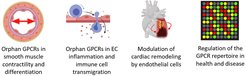 Overview of topics addressed by the G-protein signaling group.