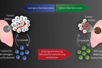 <p><strong>Therapeutischer Schlüssel für Lungenkrebs entdeckt</strong></p>