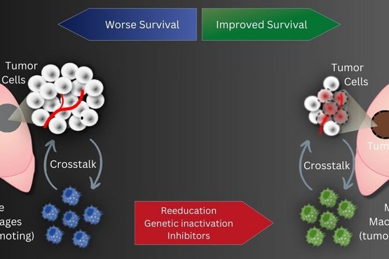 <p><strong>Therapeutic key for lung cancer discovered</strong></p>