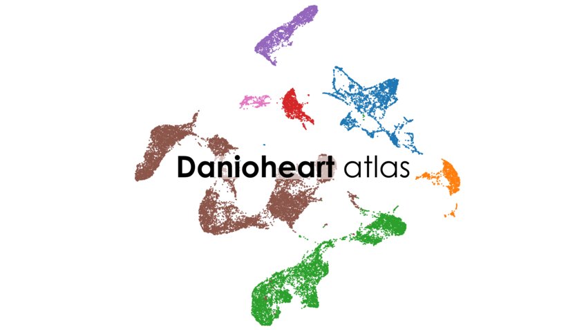 Danioheart atlas Danioheart atlas