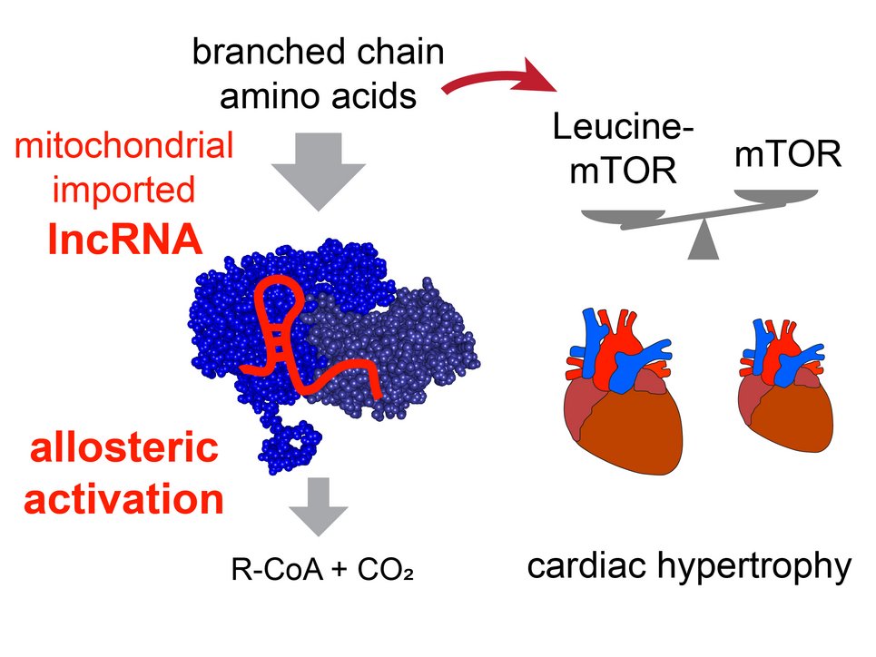Mitolinc controls the activity of the BCKDH complex by allosteric activation and thus prevents cardiac hypertrophy
