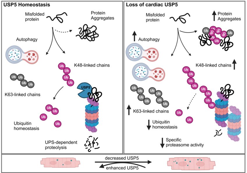 Schematic representation of the mode of action of USP5 in the heart. In the healthy heart, USP5 organises the recycling of defective proteins. If the USP5 concentration is too low, recycling no longer works. This leads to damaged heart muscle cells and thus to dilated cardiomyopathy. Schematic representation of the mode of action of USP5 in the heart. In the healthy heart, USP5 organises the recycling of defective proteins. If the USP5 concentration is too low, recycling no longer works. This leads to damaged heart muscle cells and thus to dilated cardiomyopathy.