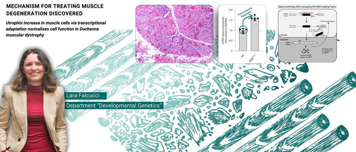 Mechanism for treating muscle degeneration discovered