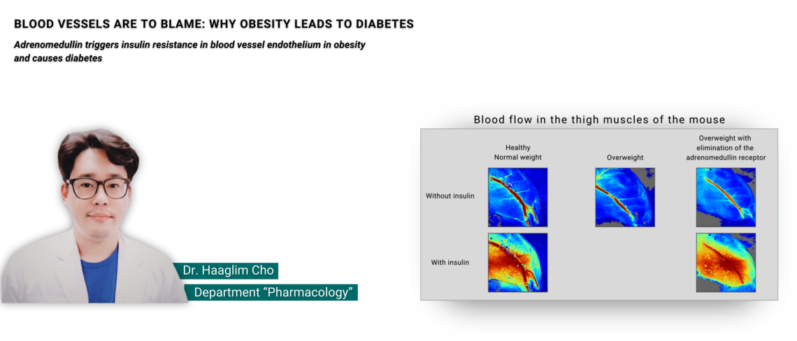 Comparison of blood flow in the thigh muscles of mice: healthy, overweight and with the adrenomedullin receptor switched off.
