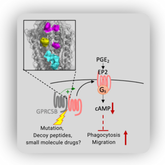 The receptor GPRC5B interacts with the PGE2 receptor EP2 in macrophages, leading to an increased membrane availability and signal strength of the EP2 receptor. If GPRC5B is absent or if the interaction between the two receptors is inhibited, this reduces anti-inflammatory EP2 signals. As a result, the migration and phagocytosis of macrophages are enhanced. In an ongoing project, we are currently trying to identify low-molecular-weight compounds that interfere with the GPRC5B/EP2 dimerization and can influence chronic inflammatory processes. The image shows the amino acids involved in the interaction between the two receptors.  Diagram of GPCR signaling with highlighted mutations.