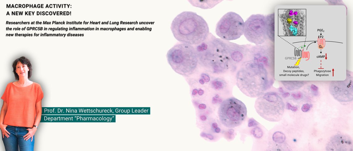 Cells under the microscope, stained purple and pink.
Diagram showing the interaction of proteins and receptors with coloured markings.