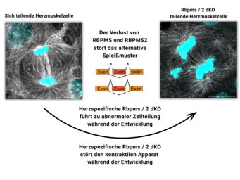Vergleich von sich teilenden Herzmuskelzellen mit und ohne RBPMS/RBPMS2, Diagramm zeigt gestörtes Spleißmuster.