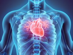 Digital image of the heart in a human chest