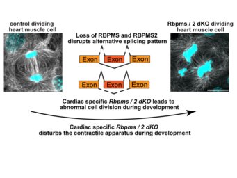 Comparison of dividing heart muscle cells with and without RBPMS/RBPMS2, diagram shows disturbed splicing pattern.