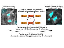 Comparison of dividing heart muscle cells with and without RBPMS/RBPMS2, diagram shows disturbed splicing pattern.