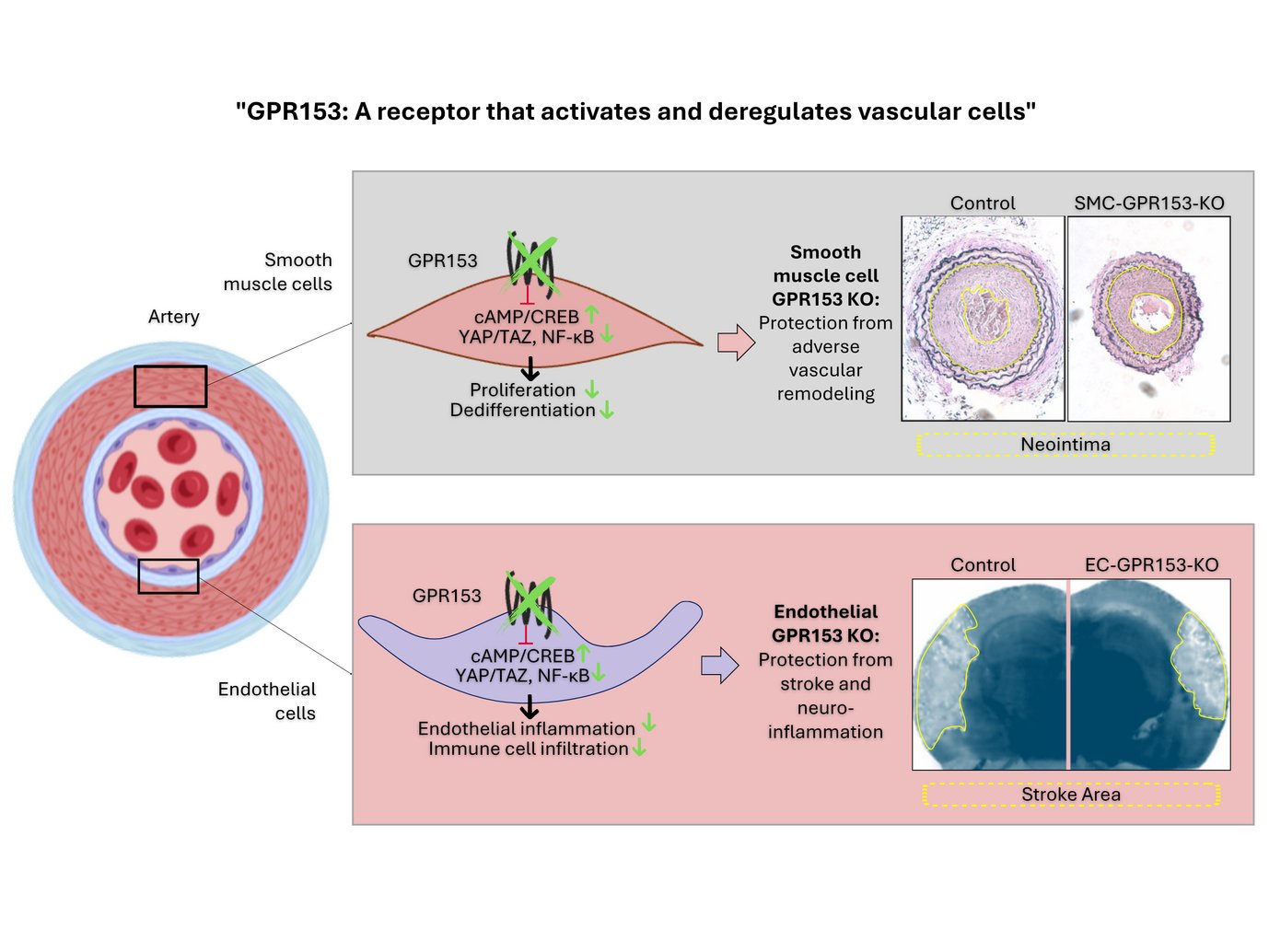 GPR153: A receptor that activates and deregulates vascular cells