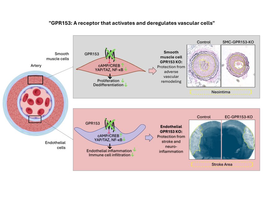G-Protein-coupled receptors (GPCRs) are enormously successful drug targets, but the function of some GPCR is still completely unknown. One of these enigmatic receptors is GPR153. GPR153 is upregulated in vascular cells in response to damage and contributes to their inflammatory activation and dedifferentiation.Cell-type specific inactivation of GPR153 (indicated in green) prevents smooth muscle cell dedifferentiation and endothelial inflammation. As a consequence, cell type-specific knockout mice are protected in disease models such as neointima formation, stroke or multiple sclerosis.In summary, GPR153 is an interesting target for parallel inhibition of endothelial inflammation and smooth muscle dedifferentiation. GPR153: A receptor that activates and deregulates vascular cells